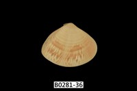 藏品(花蛤)的圖片